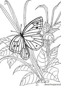 Desenhos de borboletas 27